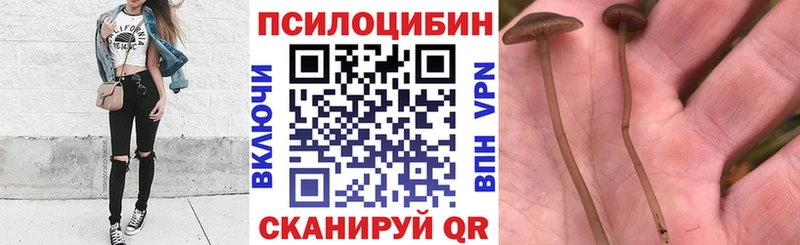 Галлюциногенные грибы Psilocybe  где найти наркотики  Михайловск 